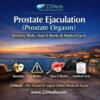 Prostate Ejaculation (Prostate Orgasm) Benefits, Risks, How It Works & Medical Facts