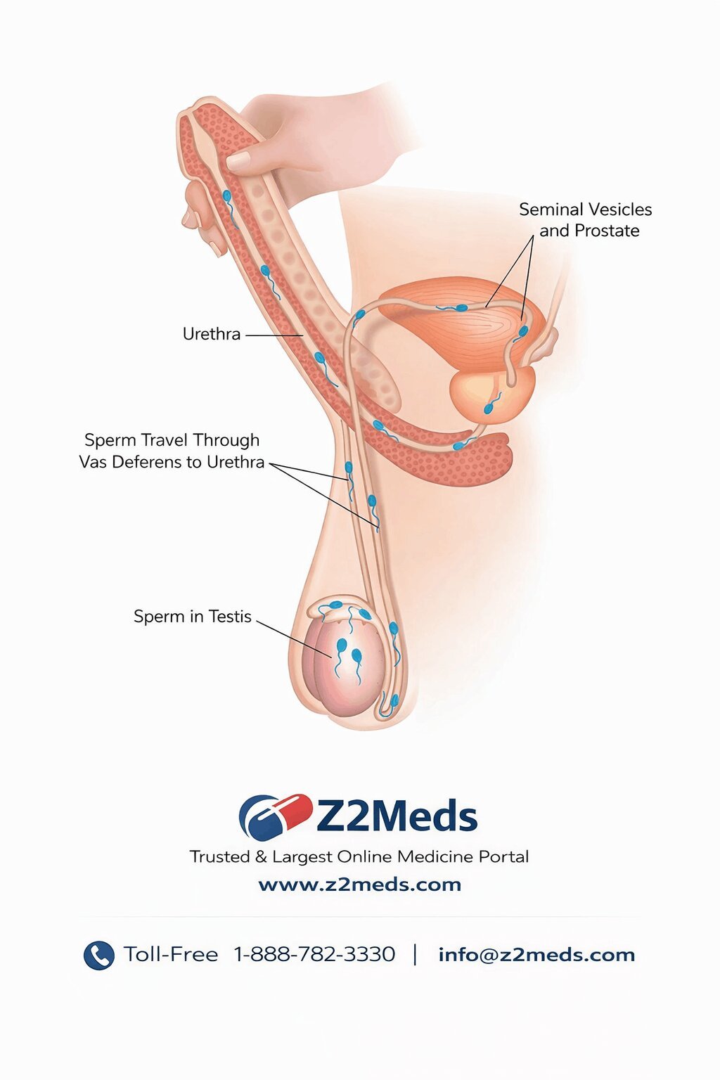 How to Delay Ejaculation: Proven 6 Tips and Tricks That Work 22 Squeeze technique